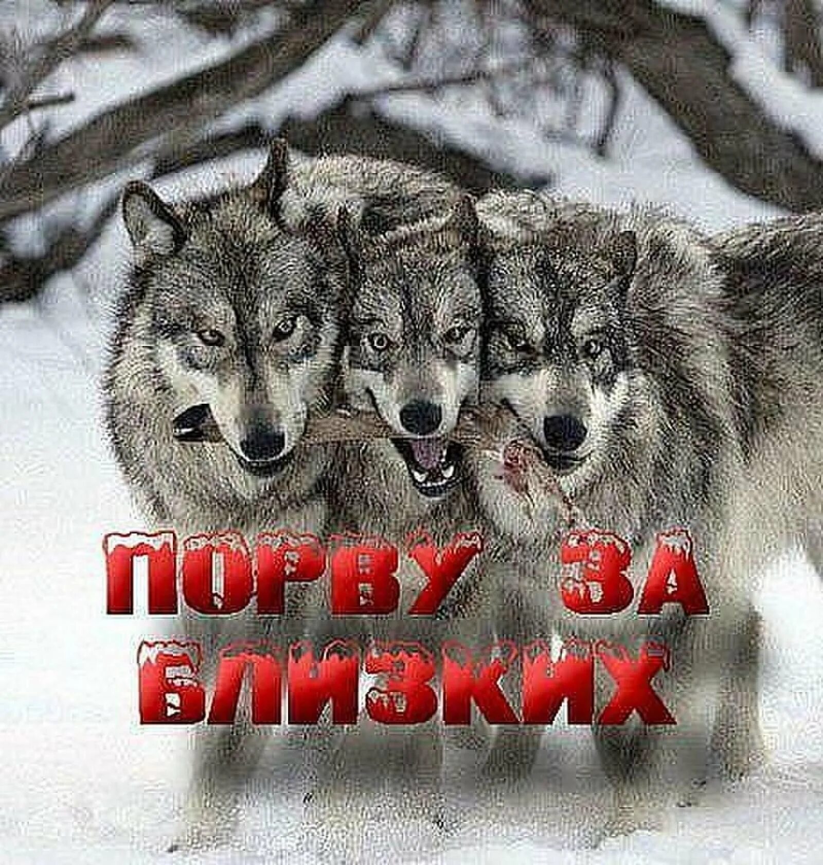Любимая стая