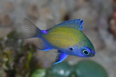 Chromazz chromin