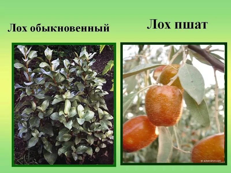 какой лох существует. Elaeagnus umbellata растение. Elaeagnus tonkinensis. лох обыкновенный ягода. какой лох существует.
