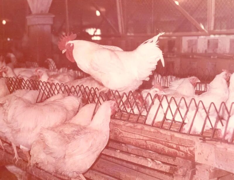 Ансамбль птицеферма. Колхозы алтайского края в 30 годы. Жигулевская птицефабрика. Птицеферма ссср. На колхозной птицеферме.