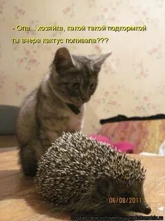 Тоскать