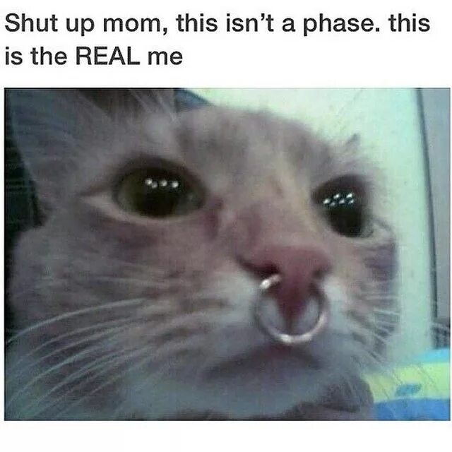 Its okay мем с котом Tag Your Horny Friends! Love memes, Edgy memes, Funny memes