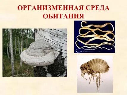 Органическая среда жизни