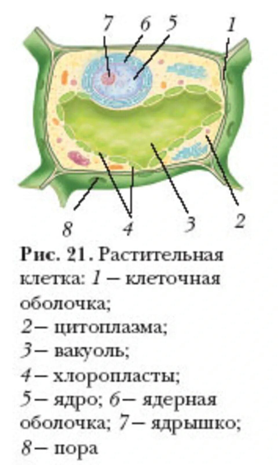 Строение и жизнедеятельность растений. Строение растительной клетки 6 класс биология. Строение растительной клетки 6 биология. Растительная клетка презентация. Строение растительной клетки 10 класс биология.