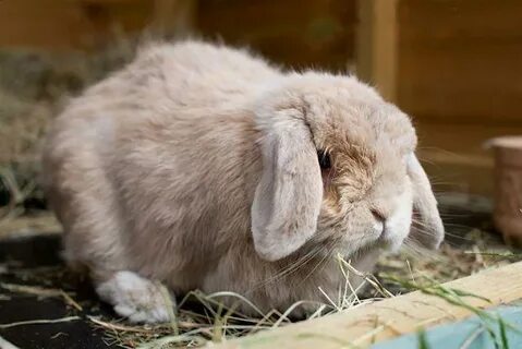 Вислоухий баран сколько живет