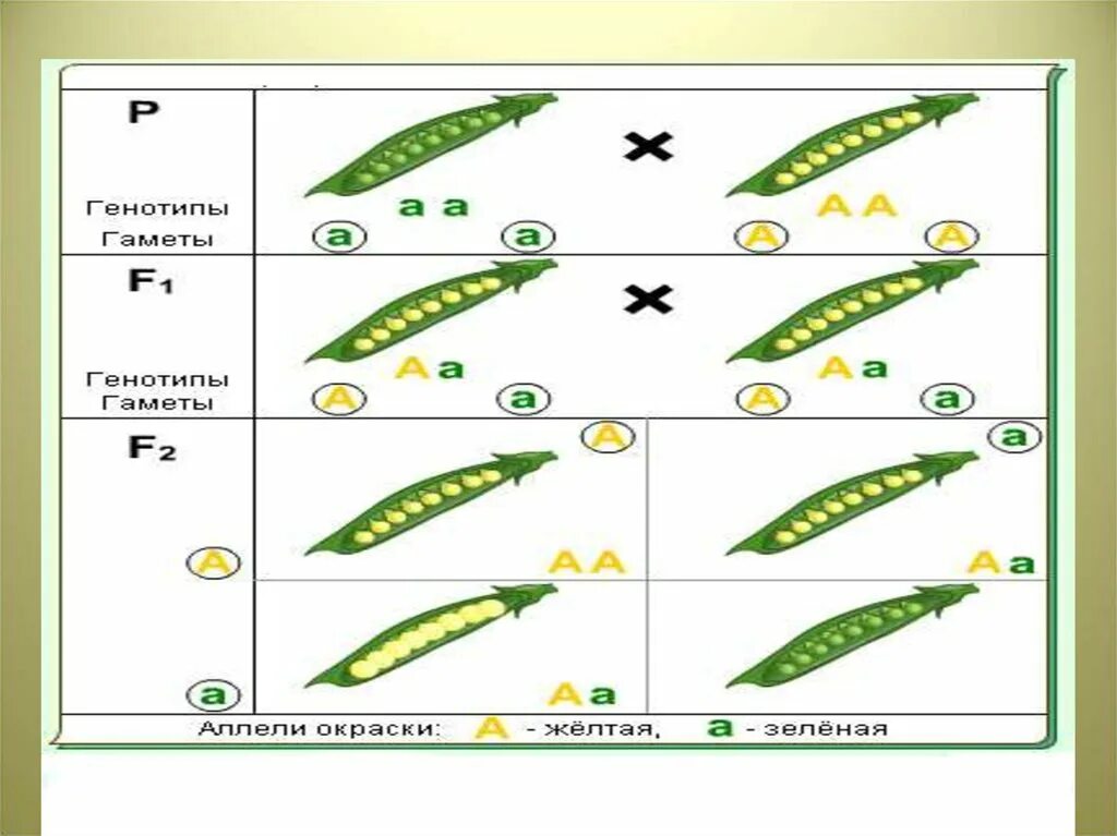Опыт Менделя с горохом. Зеленый и желтый горошек Менделя. Скрещивание ручек. Скрещиваются 2 сорта гороха материнский сорт имеет нормальный листья.