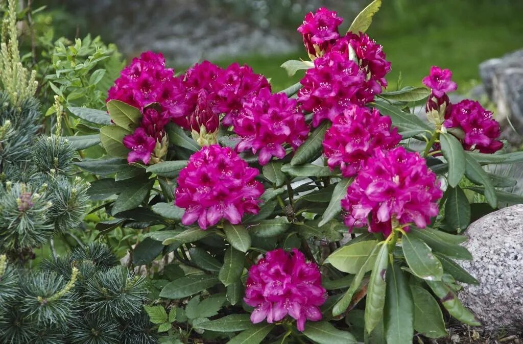 Чем подкормить рододендрон. Рододендрон гибридный 'Marcel Menard'. Rhododendron Nova Zembla. Рододендрон Нова Зембла. Рододендрон Эрато.