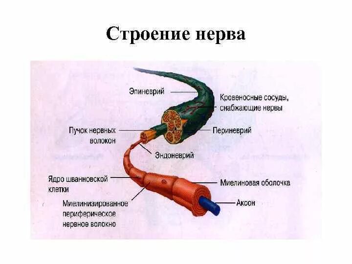 Внутреннее строение нерва. Строение периферического нерва анатомия. Нерв строение нерва. Строение нерва человека схема. Схема строения периферического нерва.