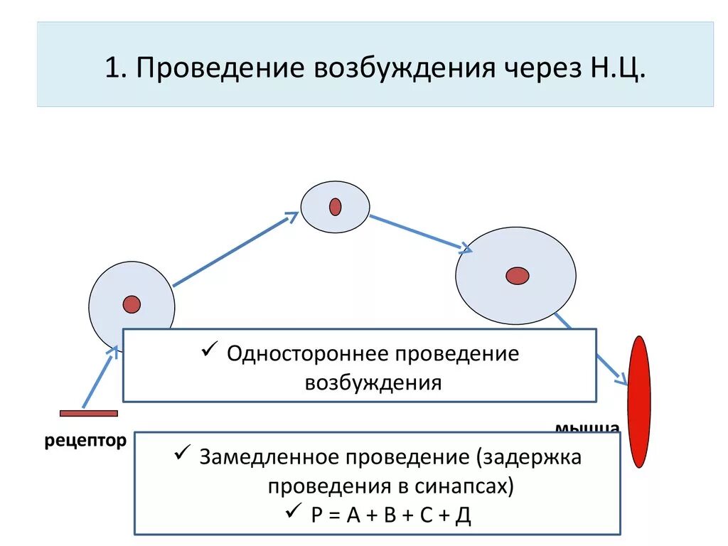 Самопроизвольное возбуждение. Самопроизвольное возбуждение. Механизм проведения возбуждения по миокарду. Схема распространения возбуждения по миокарду. Возбуждения и торможения в центральной нервной системе.