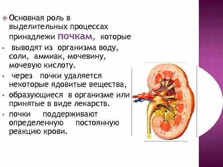 Сколько воды в почках. Что выводят почки из организма. Что выводится из организма через почки. Роль почек в выделительных процессах.