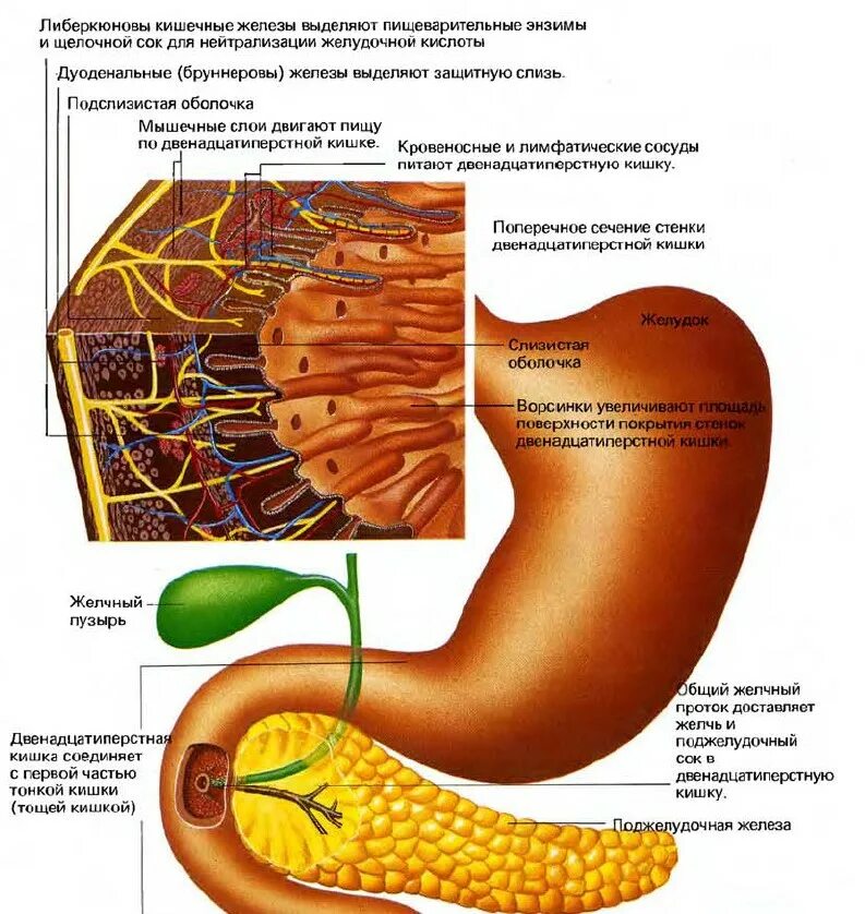 Строение 12 перстной кишки поджелудочная. Поджелудочная и 12 перстная кишка. Анатомия живота 12 перстная кишка. Строение 12 перстной кишки анатомия луковица.