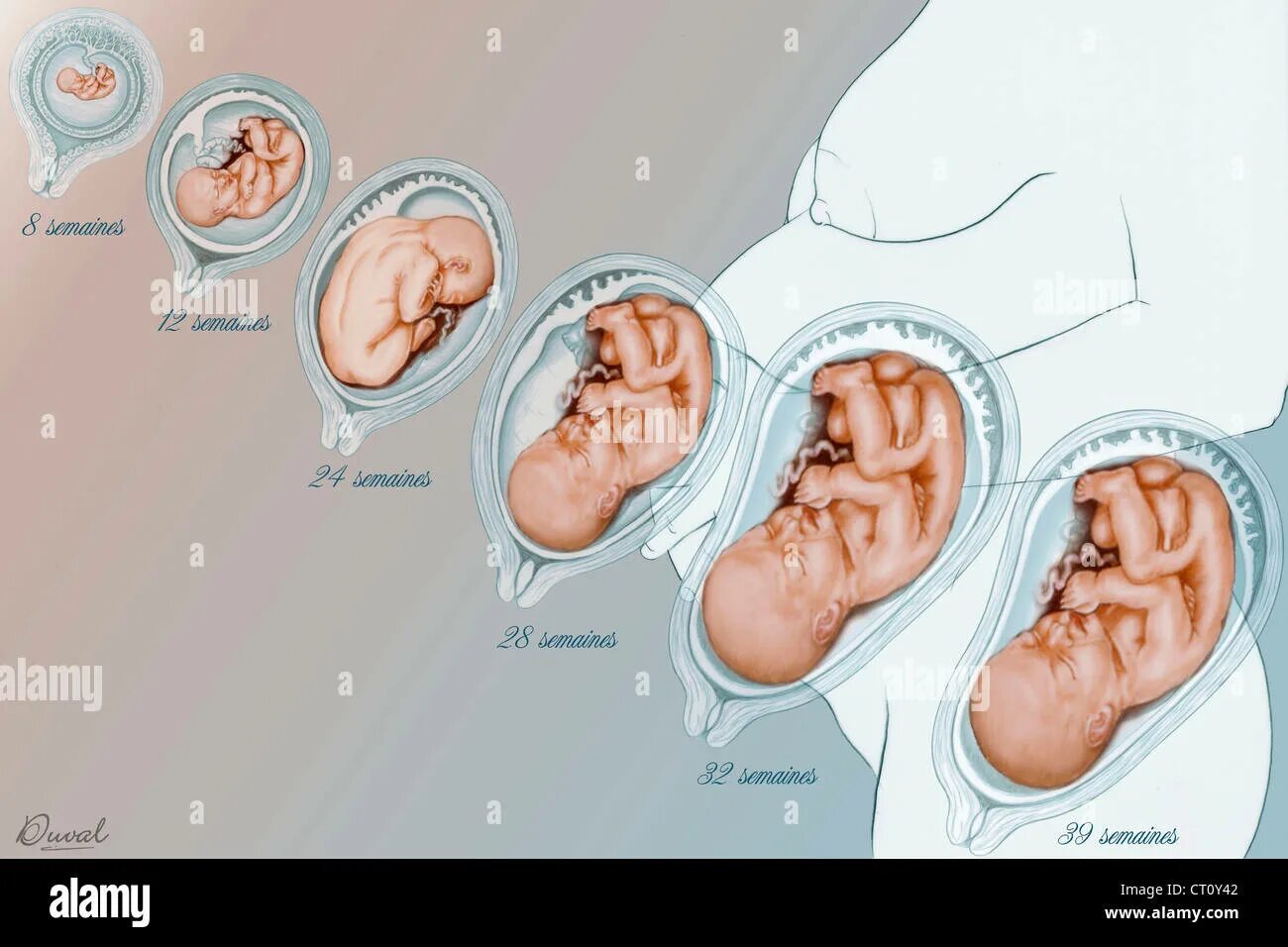 Где находится роды. Расположение ребенка по неделям. Расположение ребенка на 7 месяце. Расположение ребенка в утробе.