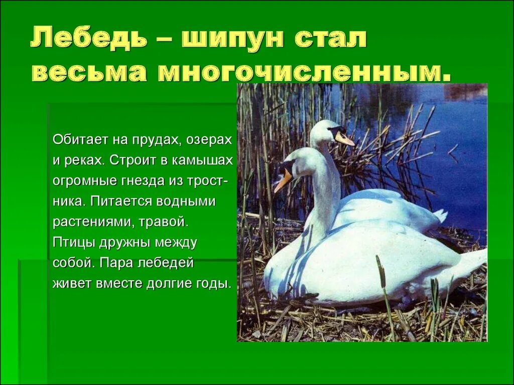 Редкие виды птиц обитающие на озерах сообщение. Лебедь шипун птица. лебедь шипун красная книга.