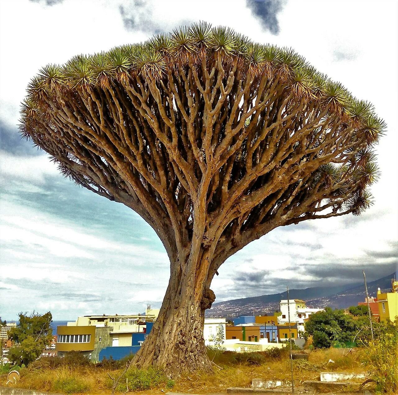 Редкое дерево растущее. Драконовое дерево Канарские острова. Драконовое дерево Сокотра. Драконово дерево Тенерифе. Драконовое дерево в Испании.