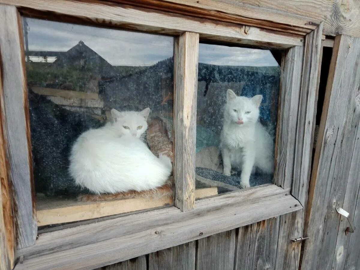 Холодно ли котам на улице. Кошка на улице зимой. коты живут зимой на улице. кошка выживет зимой на улице.