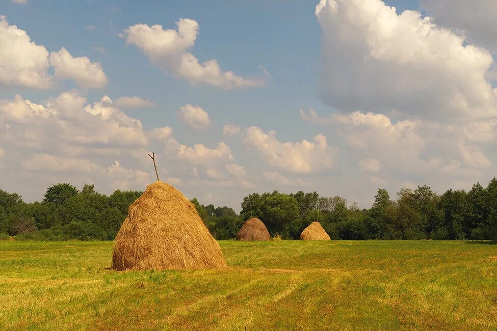 Сено ленинградская область