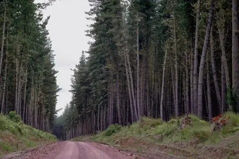 Небаз
