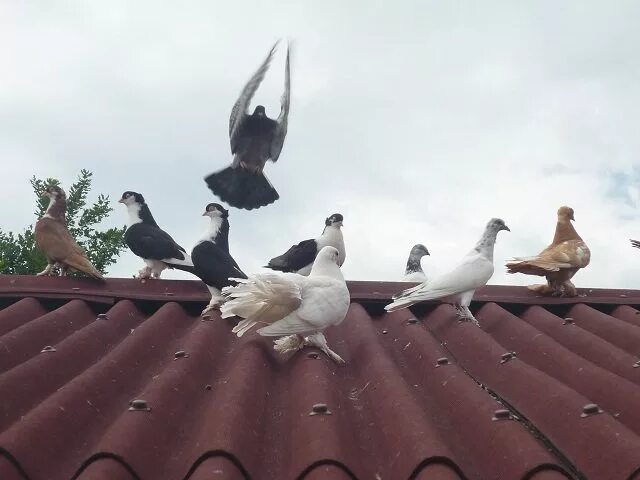 Гонял по крышам голубей слушать