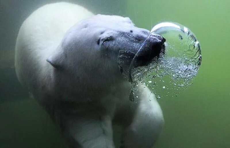 Звери под водой. Животные вдыхают. Животные дышат. Красивые легкие животные под водой.