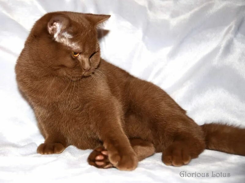 Британский кот циннамон. Британский кот циннамон. Циннамон. Британская короткошёрстнаяцинамон. Циннамон.