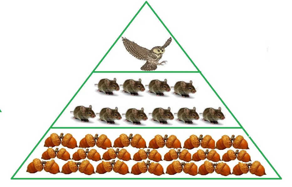 Экологическая пирамида Сова желуди мыши. Пирамида цепи питания. Пищевая пирамида пищевая цепочка. Пищевая экологическая пирамида. Цепь питания желуди