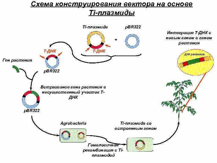 Векторы плазмиды. Векторы на основе ti-плазмид. Конструирование плазмиды. Плазмида схема. Конструирование векторных систем на основе ti-плазмид.