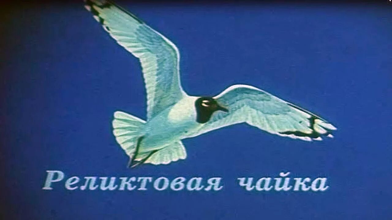 Жалобно кричит чайка. Реликтовая чайка. реликтовая чайка открытка даурия.