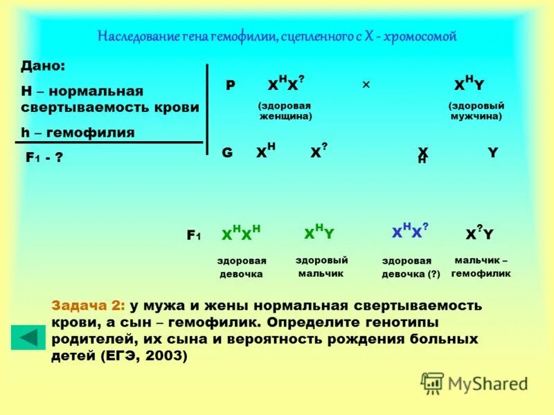 Биология задачи на сцепленное наследование генов. Решение генетических задач на сцепленное наследование генов. Задача на наследование гемофилии с решением. Задача по биологии на генетику гемофилия. Почему у женщин имеющих в генотипе