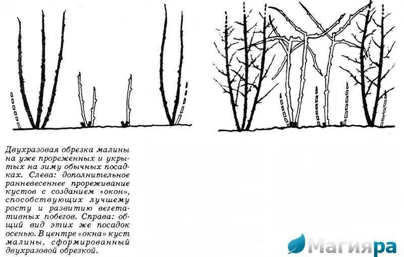 Правильная обрезка малины весной схема. Обрезка ремонтантной малины осенью схема. Правильная обрезка малины весной. Обрезка ремонтантной малины весной.