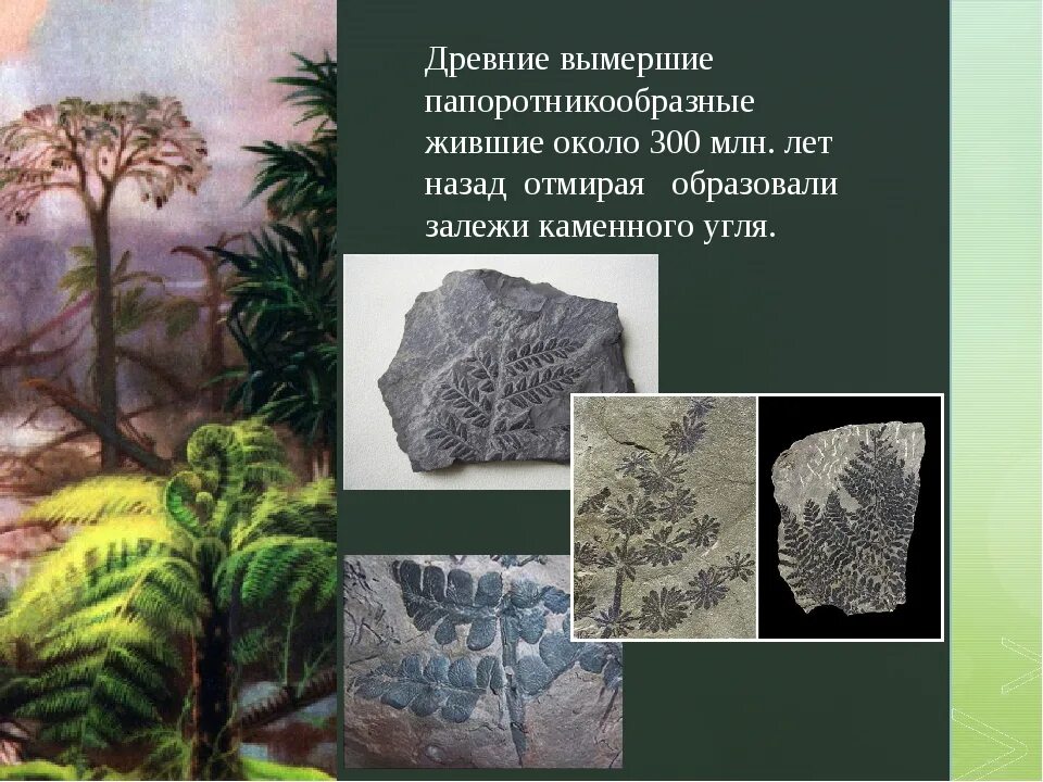 Папоротники в древности. Древние папоротники и плауны. Древние папоротники и хвощи. Древние Папоротниковидные растения. Древние Папоротникообразные.