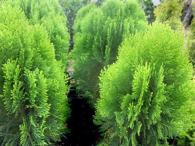 Туя восточная. Туя восточная растение. Туя восточная окул биота. Туя дальневосточная. Туя курник.