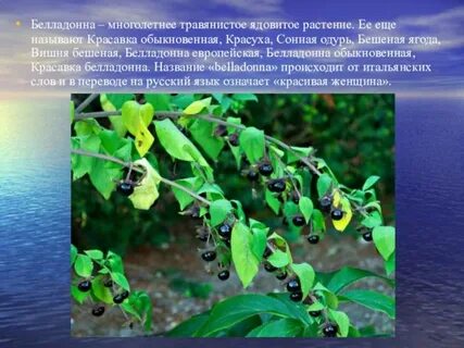 Белладонна перевод