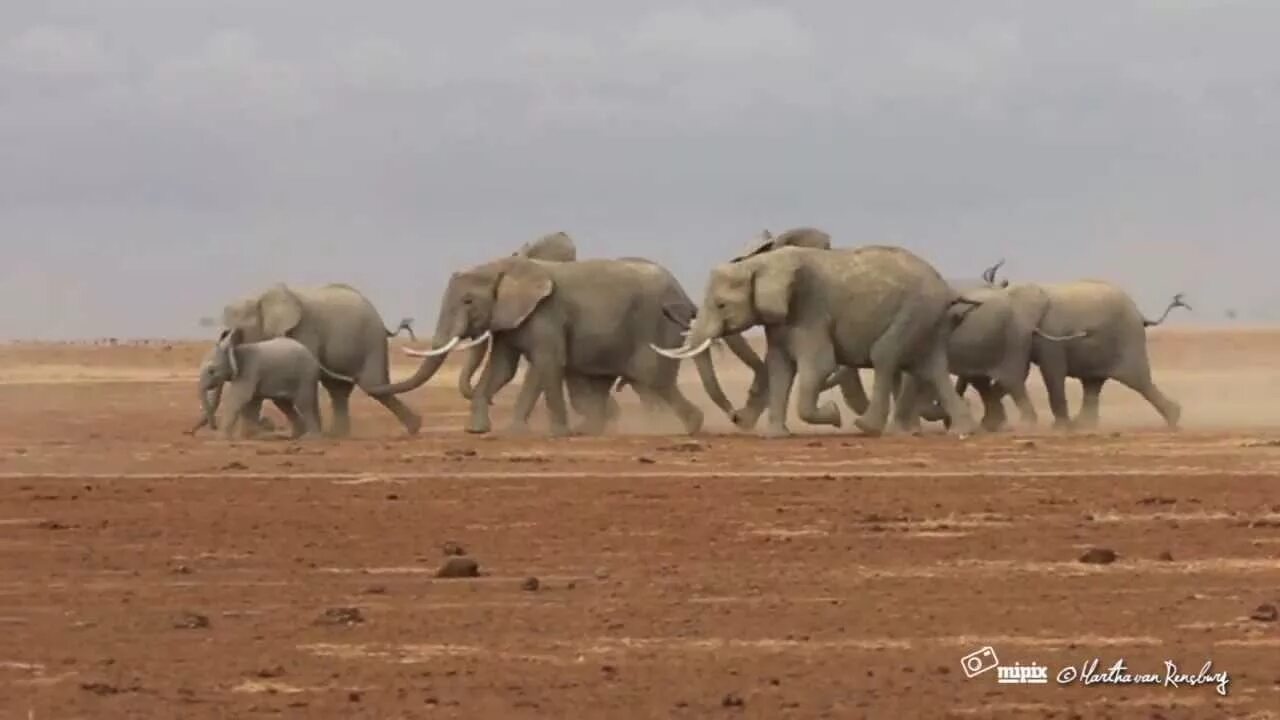 An elephant can run. Слоны бегут. Слоны бегают. Бегущий слон фото. Стадо слонов бежит.