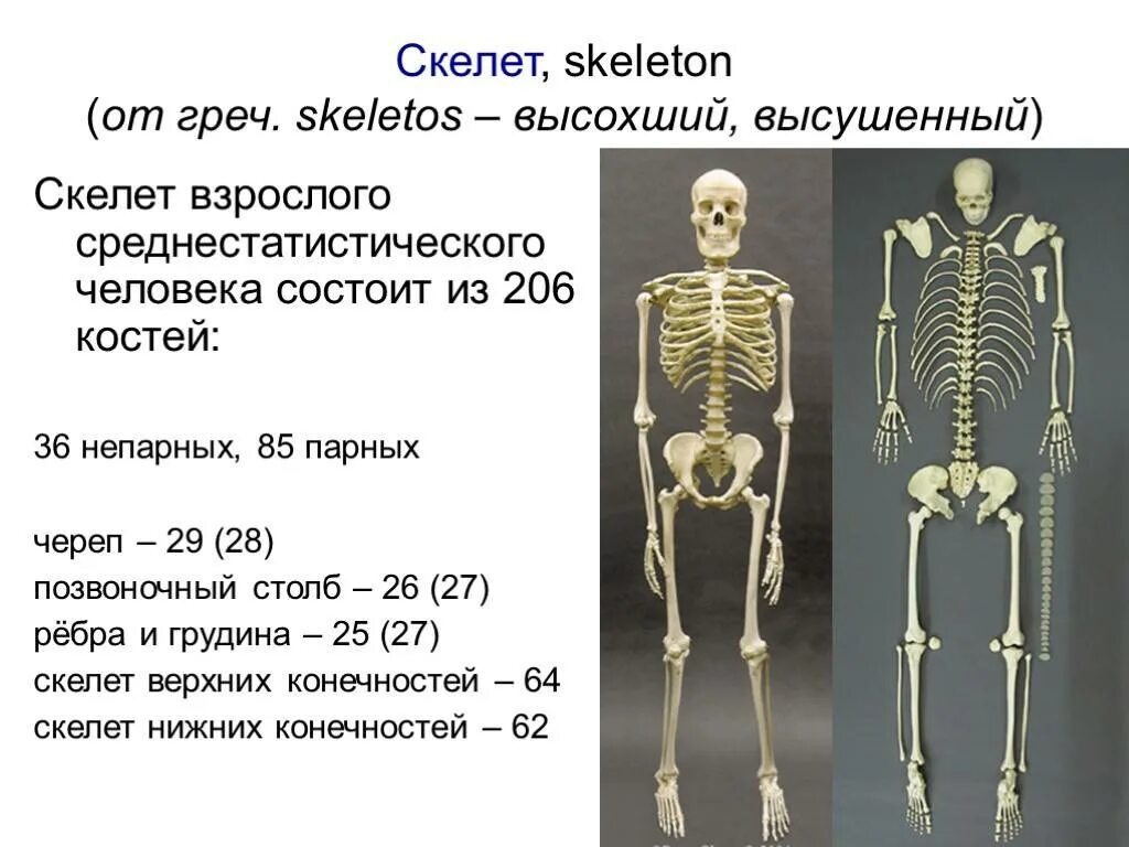 Какие кости самые крепкие. Сколько костей у человека. Сколько в сего Косте у. человека. Скелет человека. Сколькоту селовека кгстей.