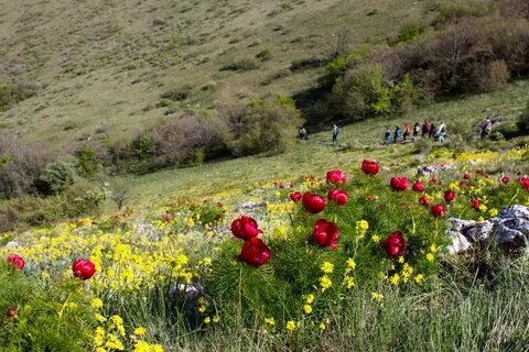 Красная балка
