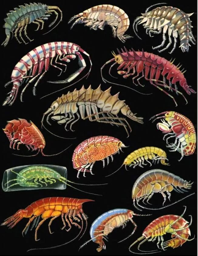 Примеры морских ракообразных. Примеры морских ракообразных. Grapsus grapsus. Представители членистоногих класс ракообразные. Ракообразные.