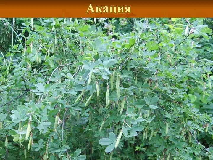 Акация кемеровская область. Акация кемеровская область. Акация кемеровская область. Акация кемеровская область. Поселок акация кемеровская область.