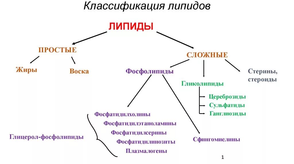 Жиры относятся к группе. Структура, классификация, функции липидов. Строение и классификация липидов. Классификация липидов по химическому строению. Основные группы липидов и их функции.