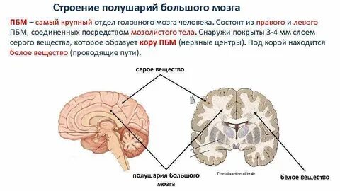 Строение больших полушарий головного мозга