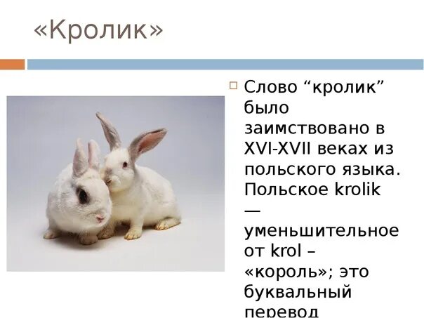 Плавание на спине доклад. Слова кроль. Текст описание кролика. Стишок про кролика. Текст про кролика.