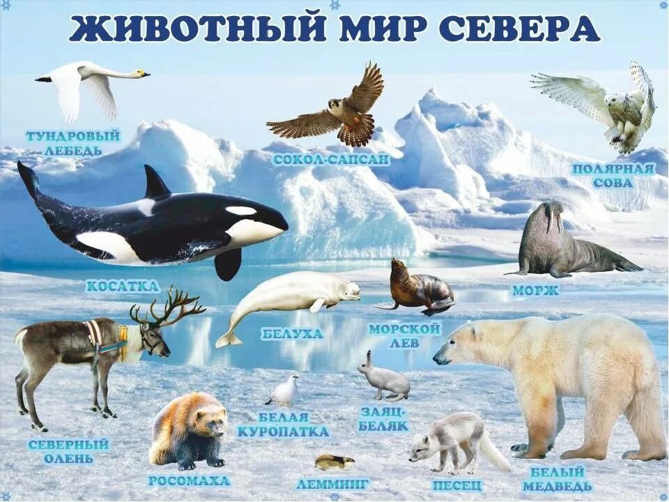 Типичные обитатели антарктиды