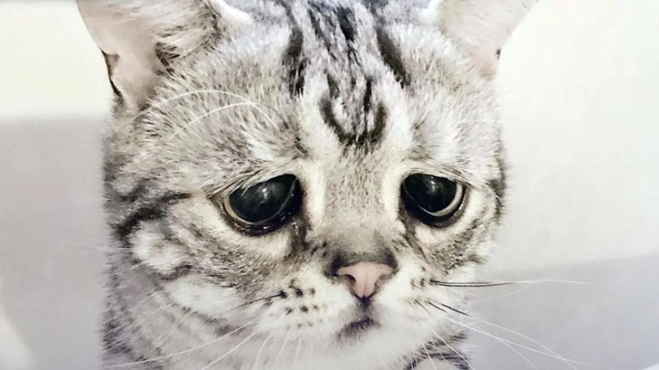 Кошка породы Луху. Грустный кот. Кот с грустными глазами. Грустная морда. Грустное про кошек
