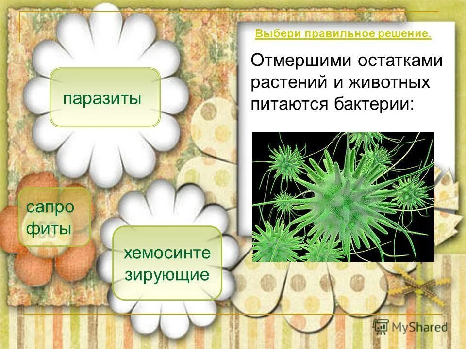 растение питается бактериями?. презентация на тему микробы. тест бактерии 3 класс окружающий мир. чем полезны бактерии очищают воздух. какие бактерии наиболее полезны для человека.