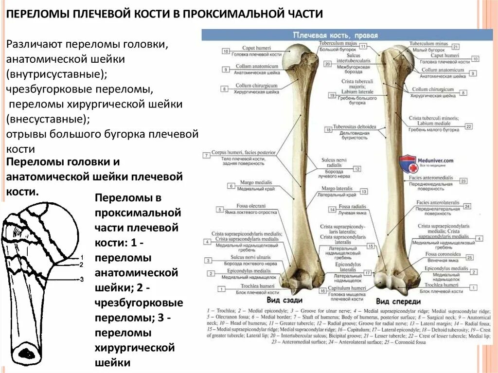 Плечевая кость латынь. Плечевая кость описание анатомия. Анатомические образования плечевой кости. Проксимальный отдел плечевой кости строение. Плечевая кость строение медунивер.