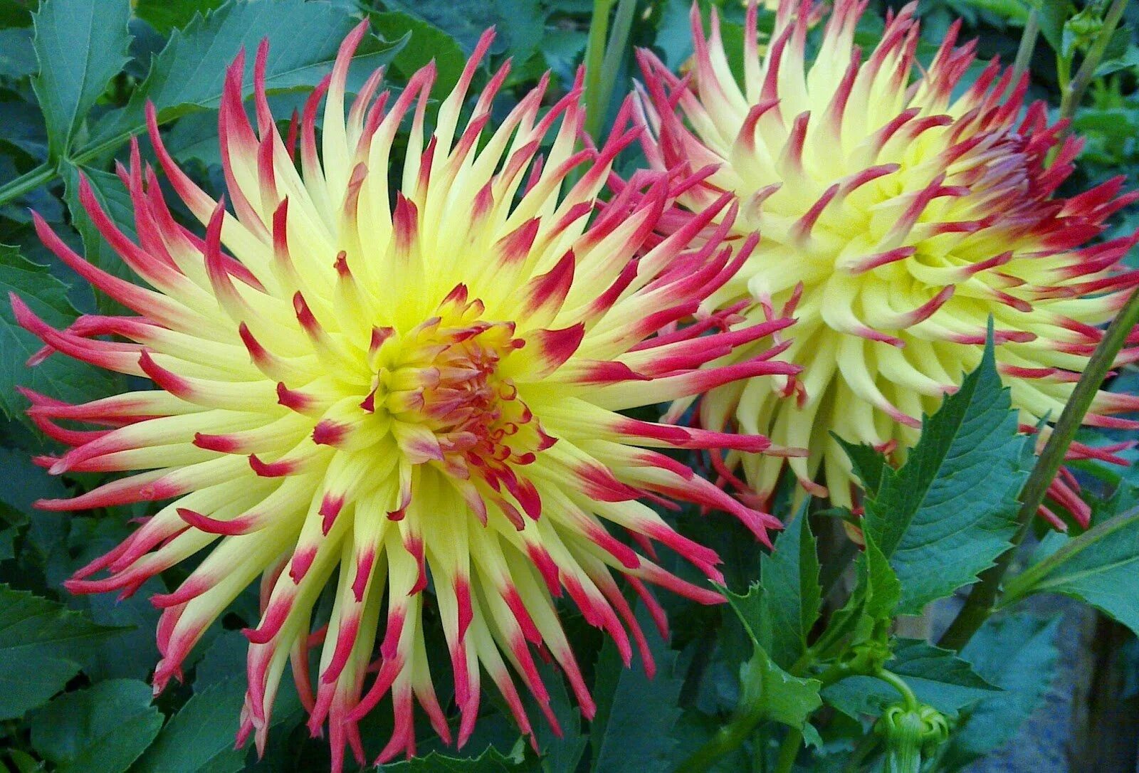 Какие сорта георгин. Dahlia (георгин).