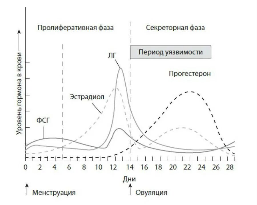 Норма гормонов прогестерон ФСГ ЛГ. Уровень эстрадиола по дням цикла. Изменение гормонов по дням цикла. Уровень эстрадиола у женщин по дням цикла.