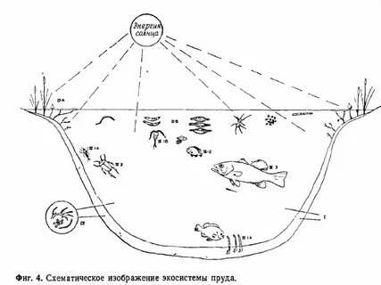 Экологическая система реки