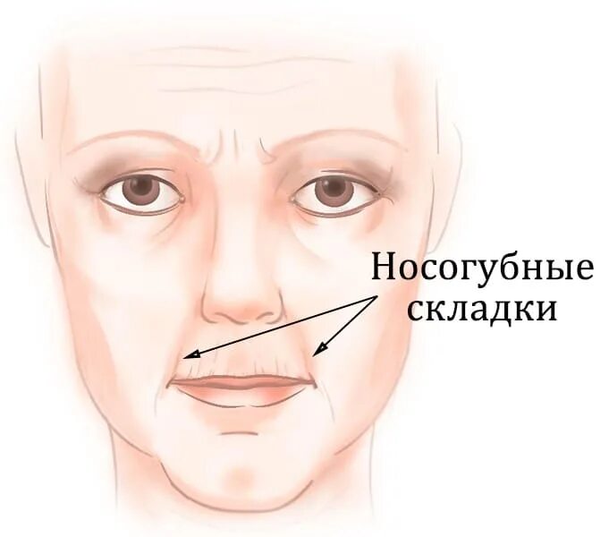 Певческие узелки голосовых складок. Складка анатомия. Складка анатомия. Поверхностная анатомия. Надпузырная ямка париетальной брюшины.