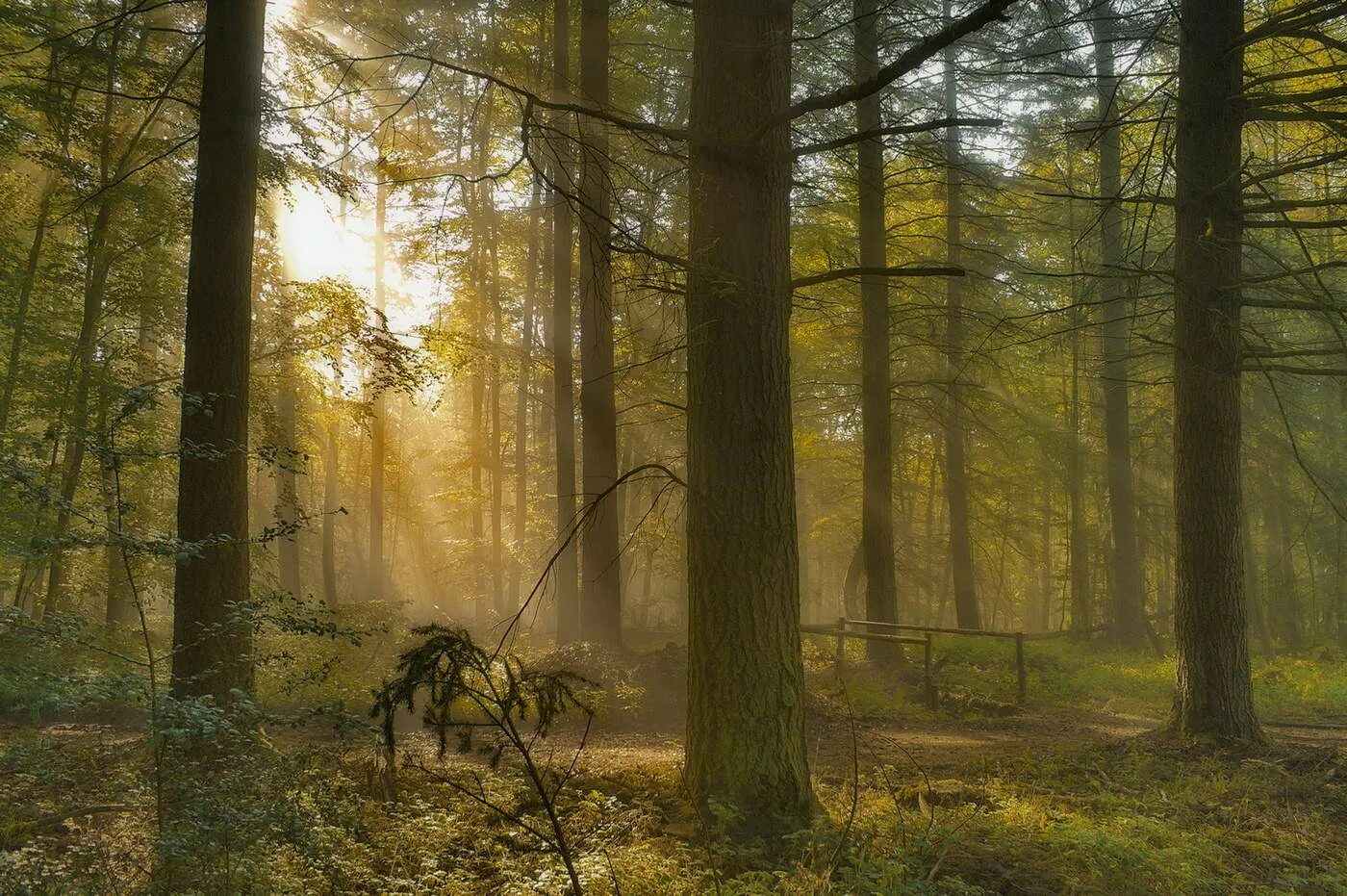 Пробуждение утреннего леса. Пробуждающееся утренние лес. Пробуждение леса картина. Пробуждение леса