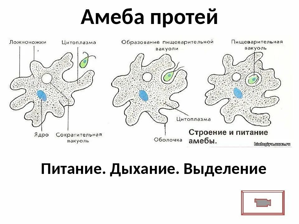 Пищеварительная вакуоль рисунок. Амеба Протеус строение. Строение амебы Протей 7 класс. Структура амебы обыкновенной. Амёба обыкновенная схема.